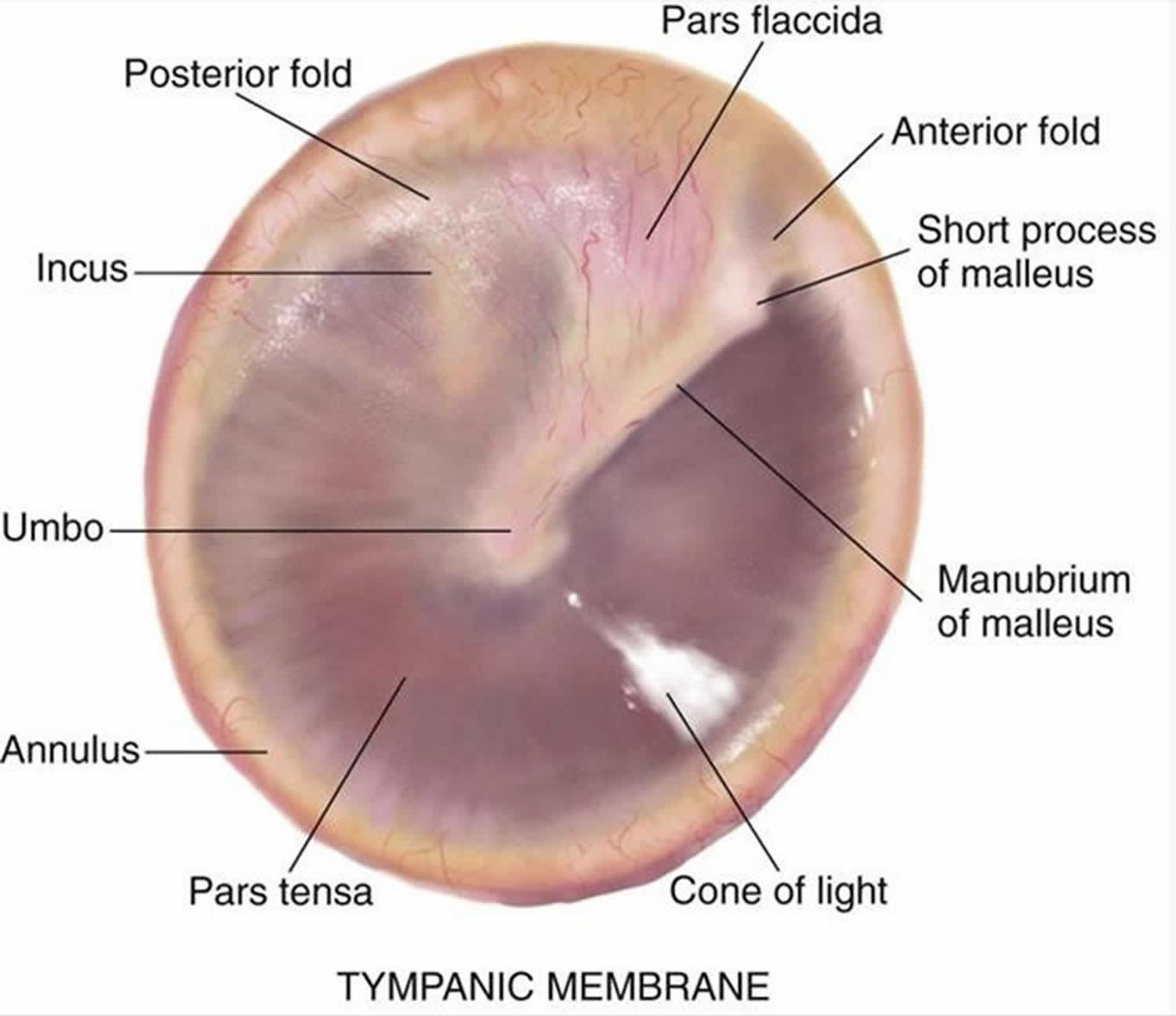 Tympanic membrane anatomy
