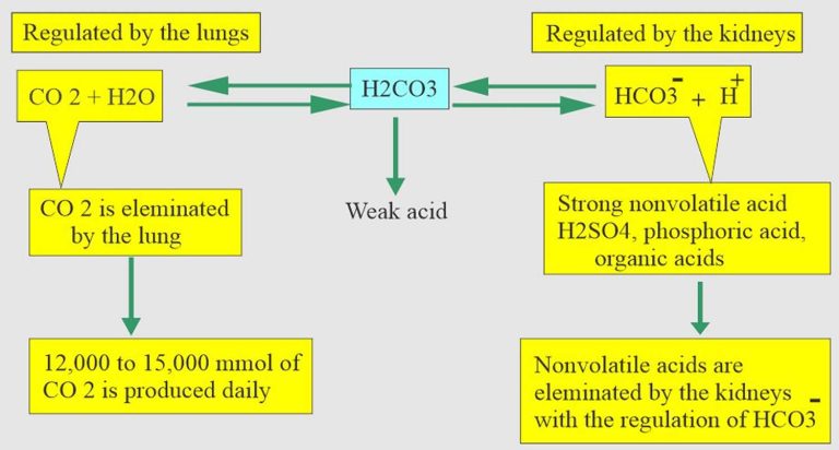 Hyperchloremic Acidosis Definition, Causes, Symptoms, Diagnosis & Treatment