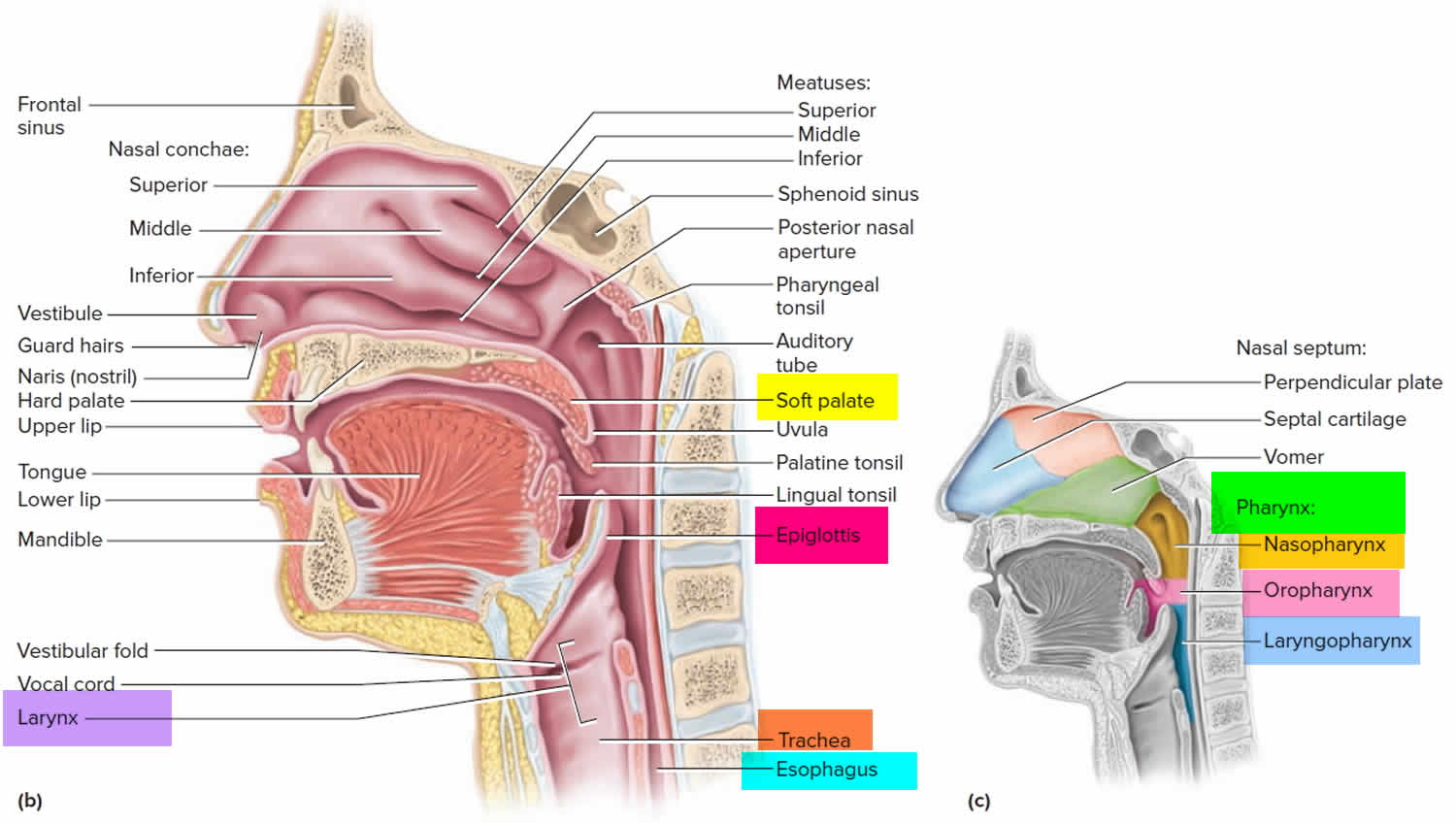 pharynx and larynx anatomy