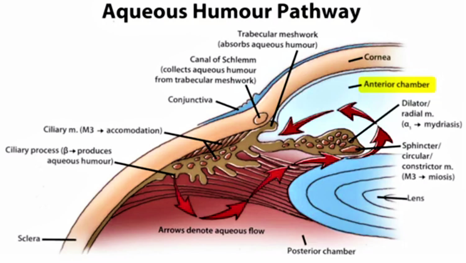 Normal aqueous outflow