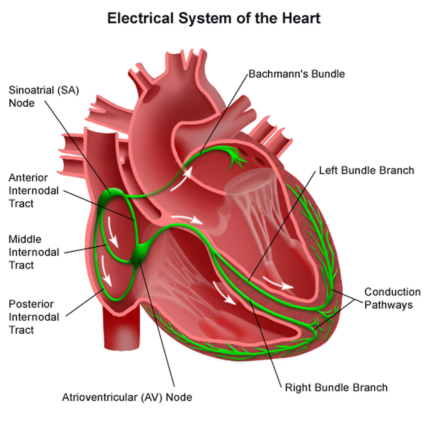 heart's electrical system