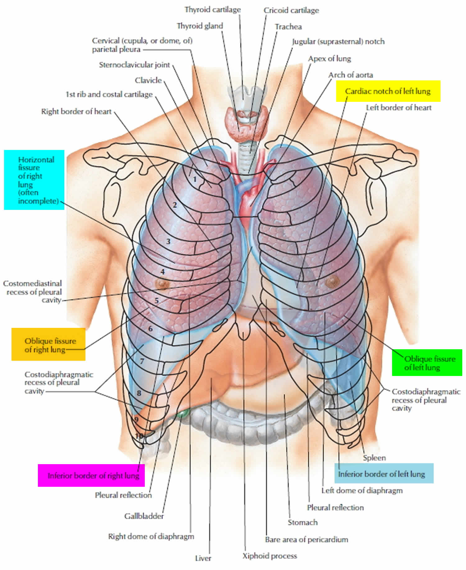 Lung anatomy