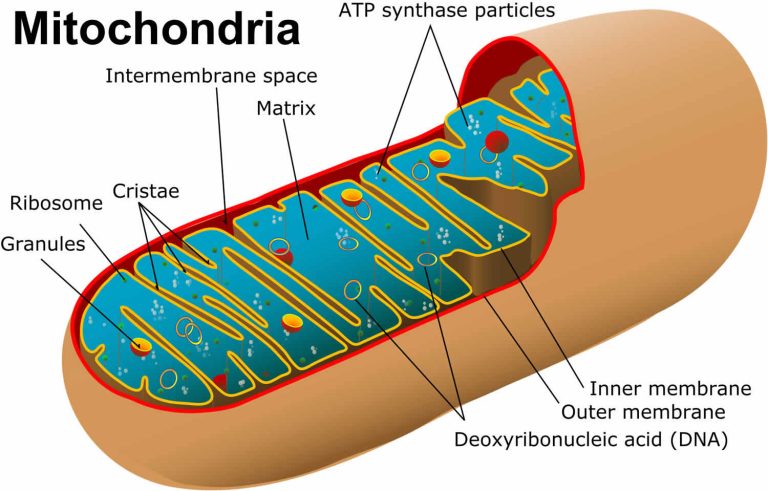 Mitochondrial DNA depletion syndrome causes, symptoms, diagnosis ...