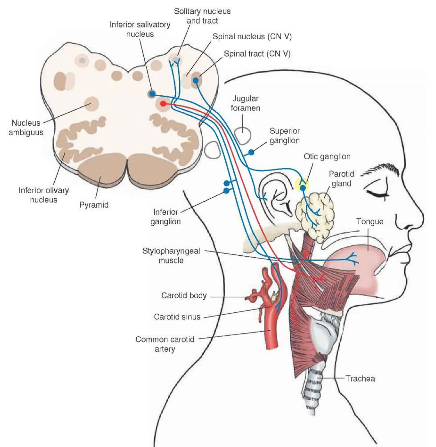 extremely-sensitive-gag-reflex-causes-how-to-manage-overly-sensitive