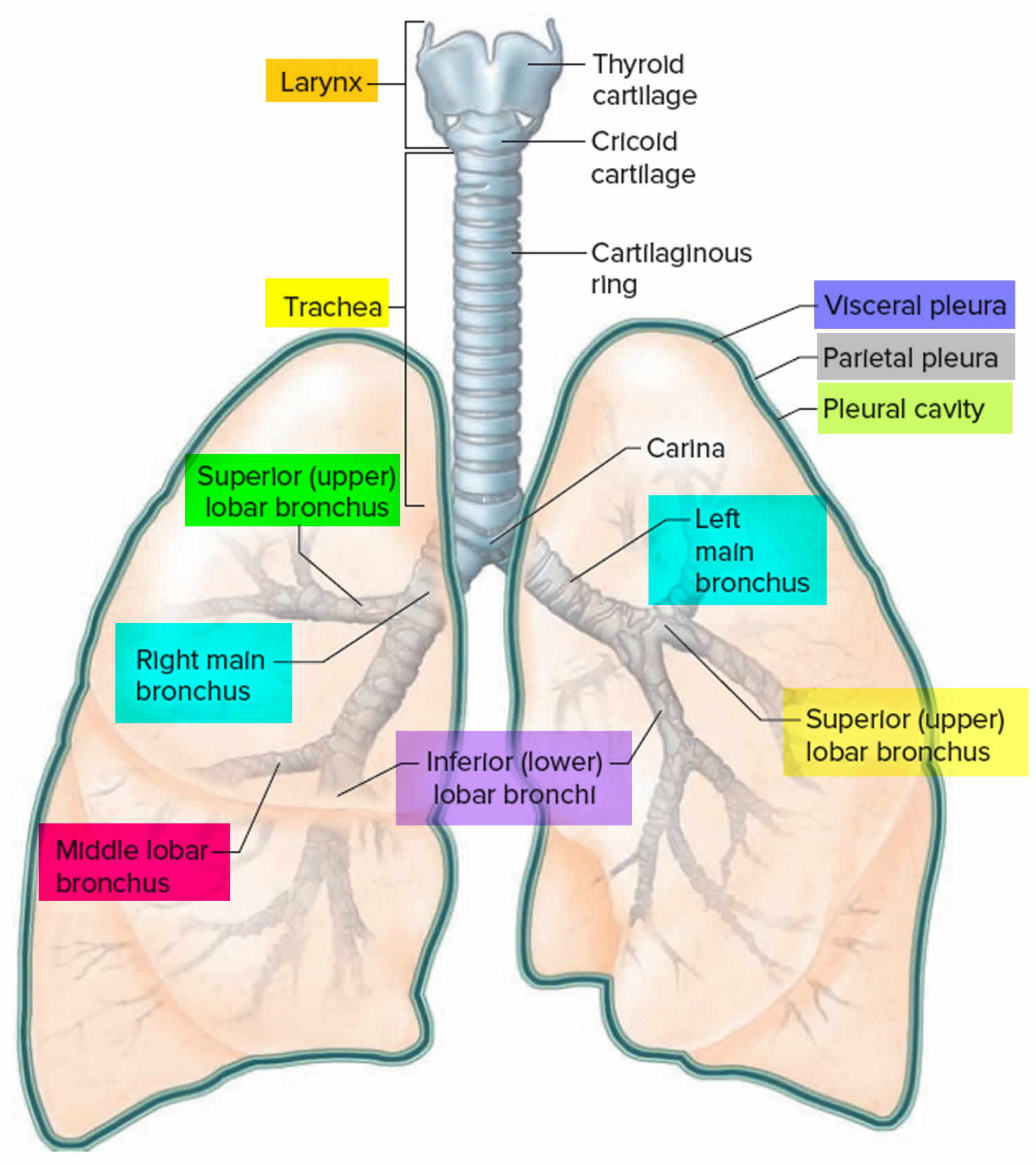 Bronchial tree of the lungs