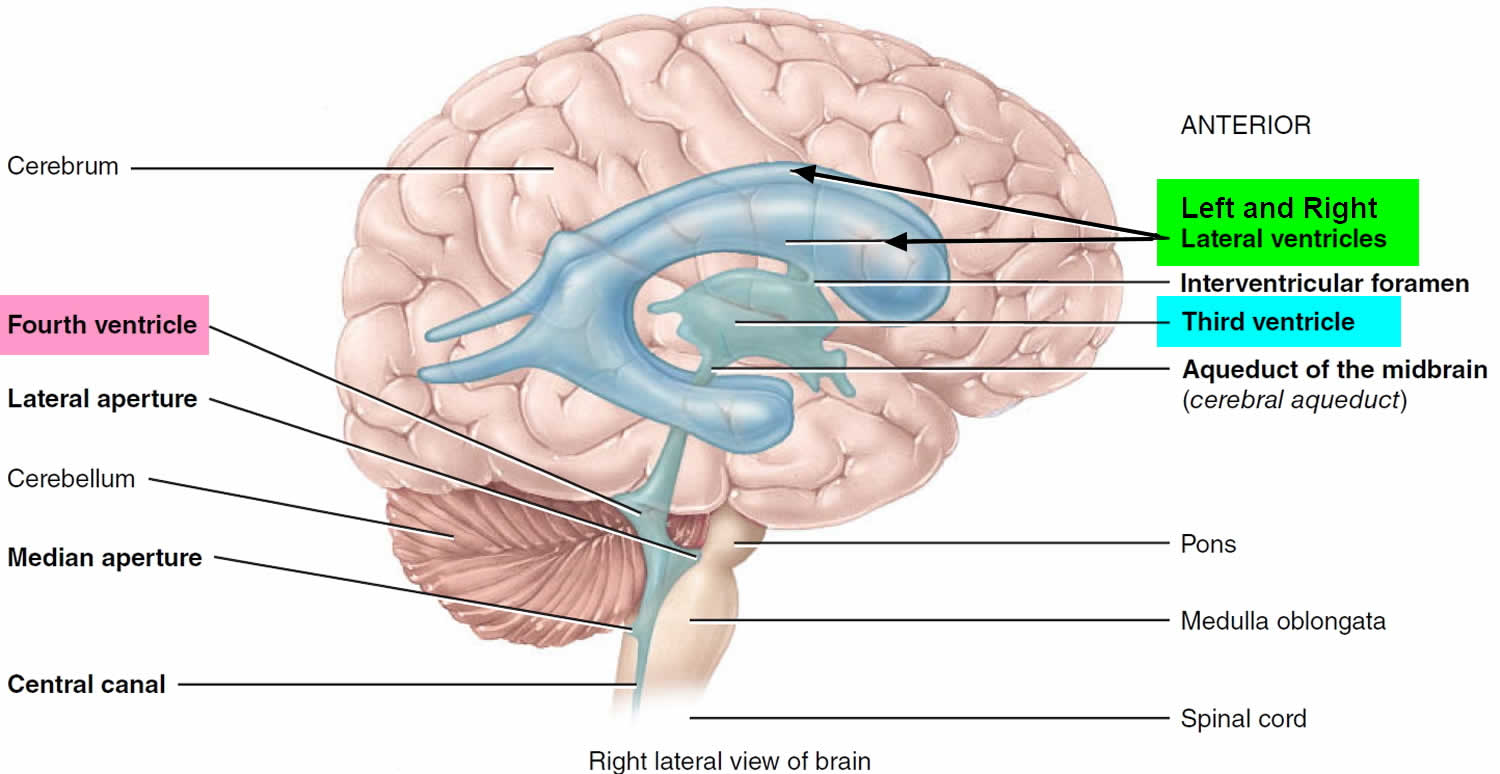 Periventricular Leucomalacia Causes Signs Symptoms Diagnosis