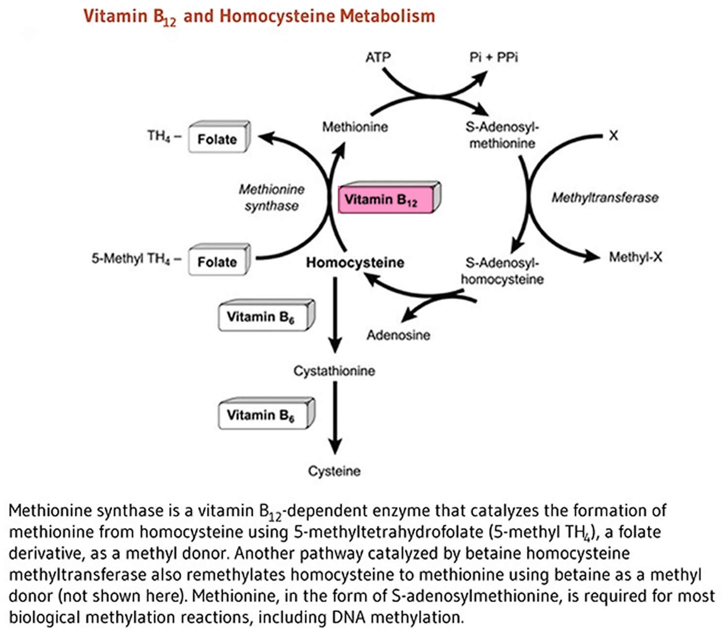 Vitamin B12 functions as a cofactor for methionine synthase