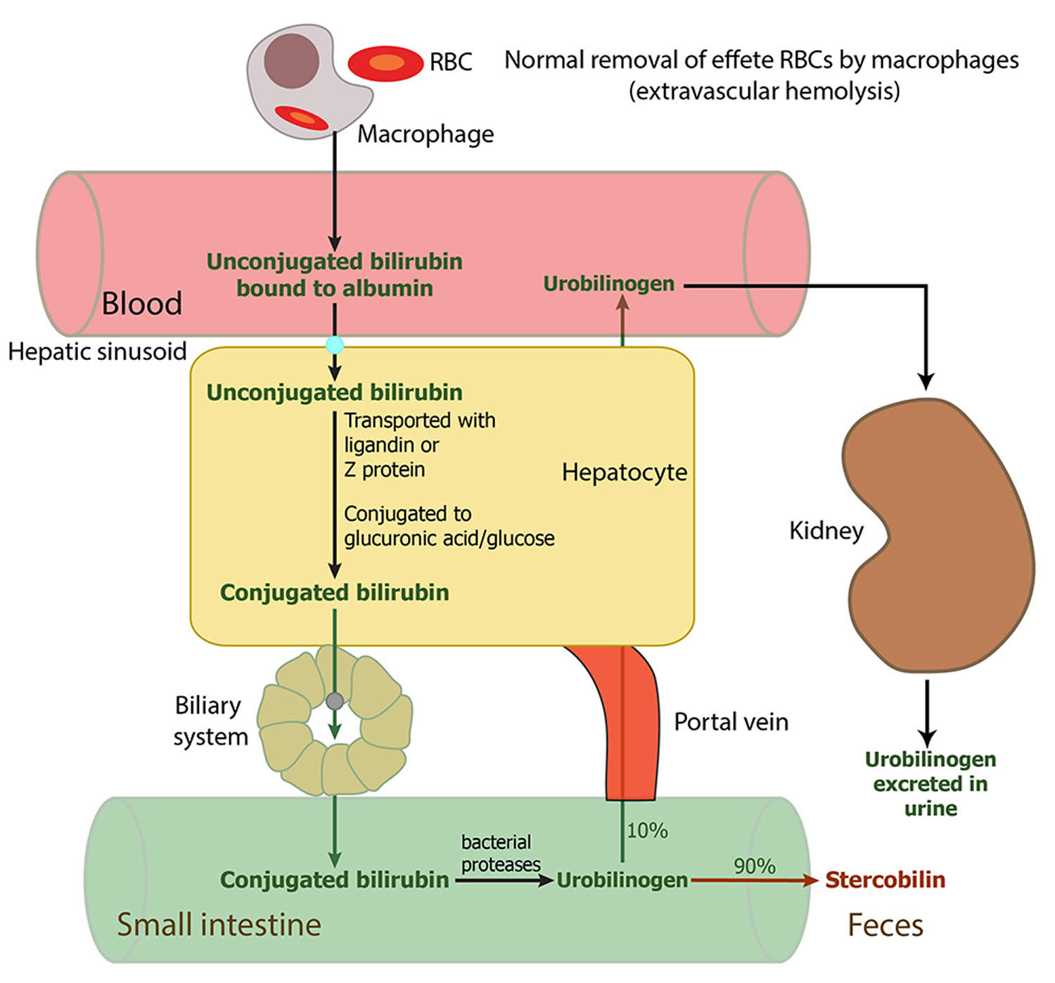 Bilirubin Types Bilirubin Levels Chart And Causes Of High Bilirubin Levels