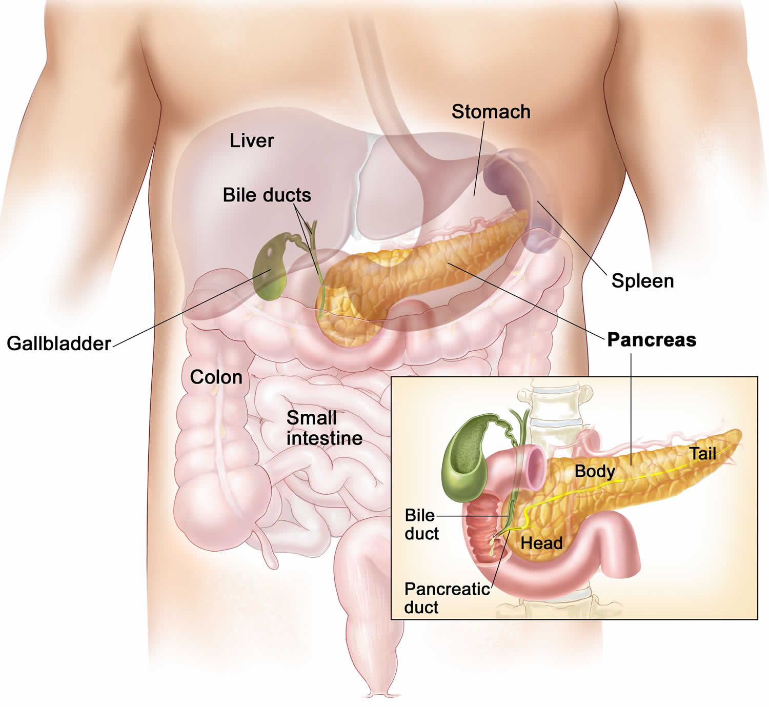 pancreas location