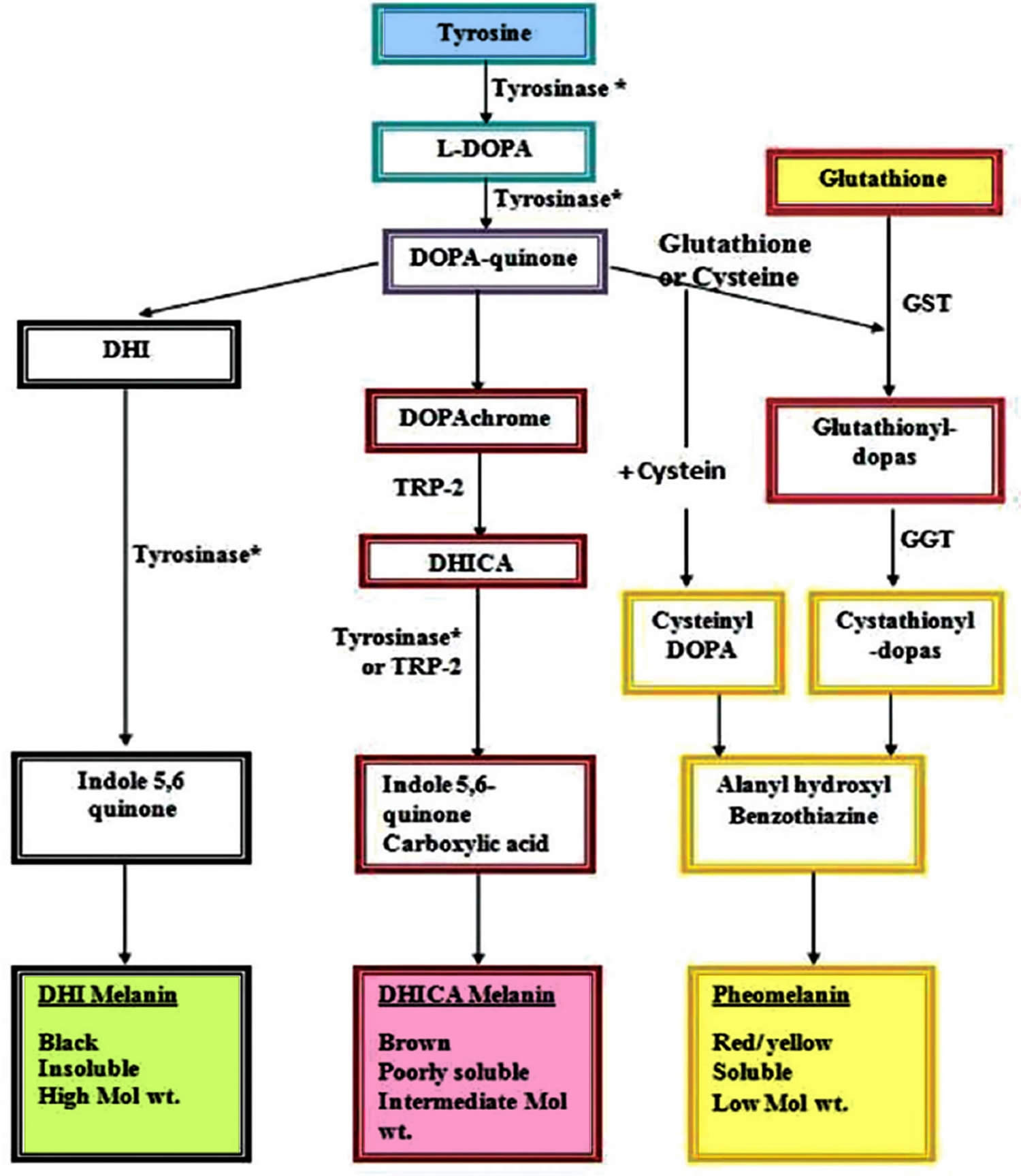 Melanin synthesis