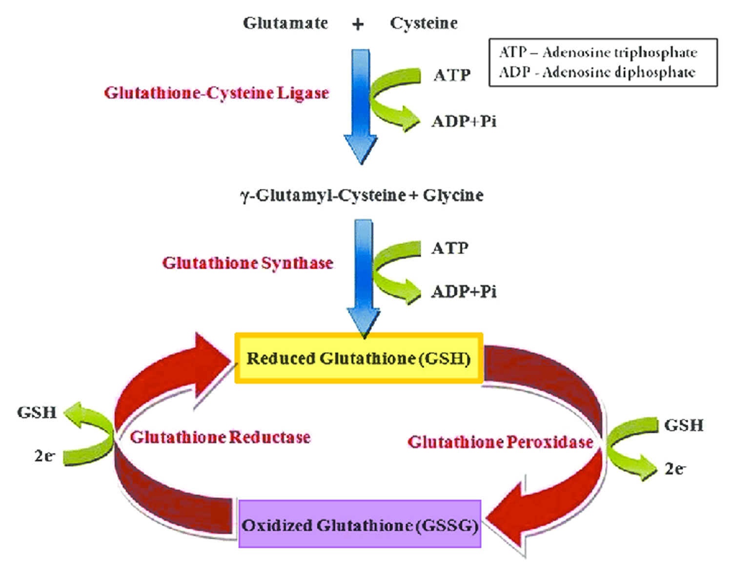 The glutathione redox cycle