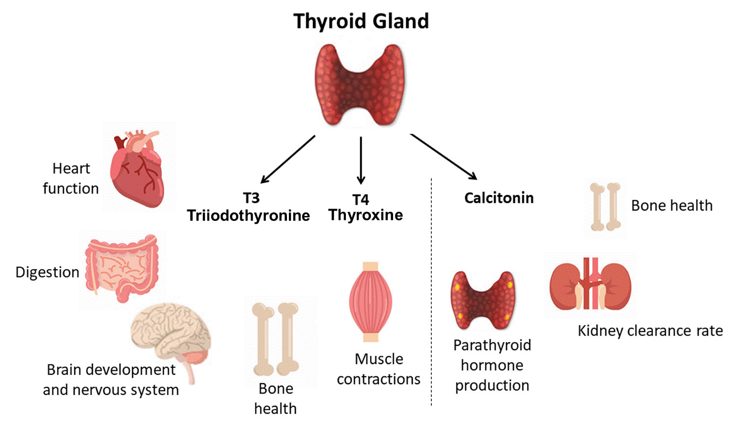 Thyroid hormones