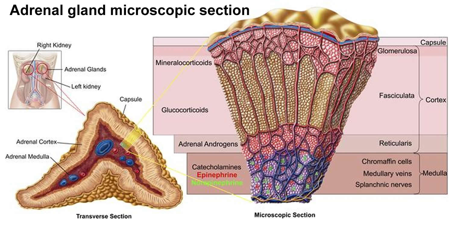 adrenal gland microscopic section
