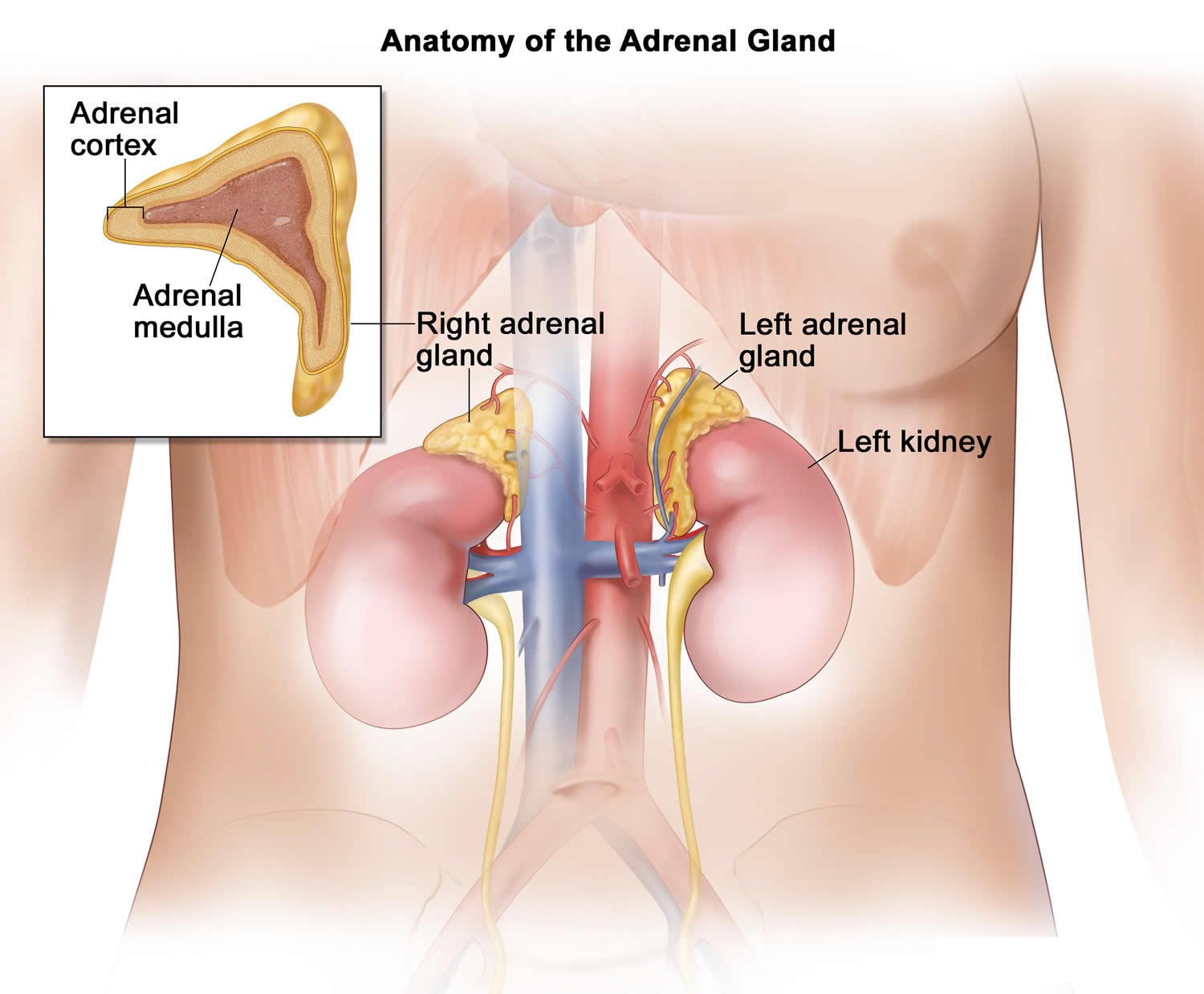 adrenal-gland-location