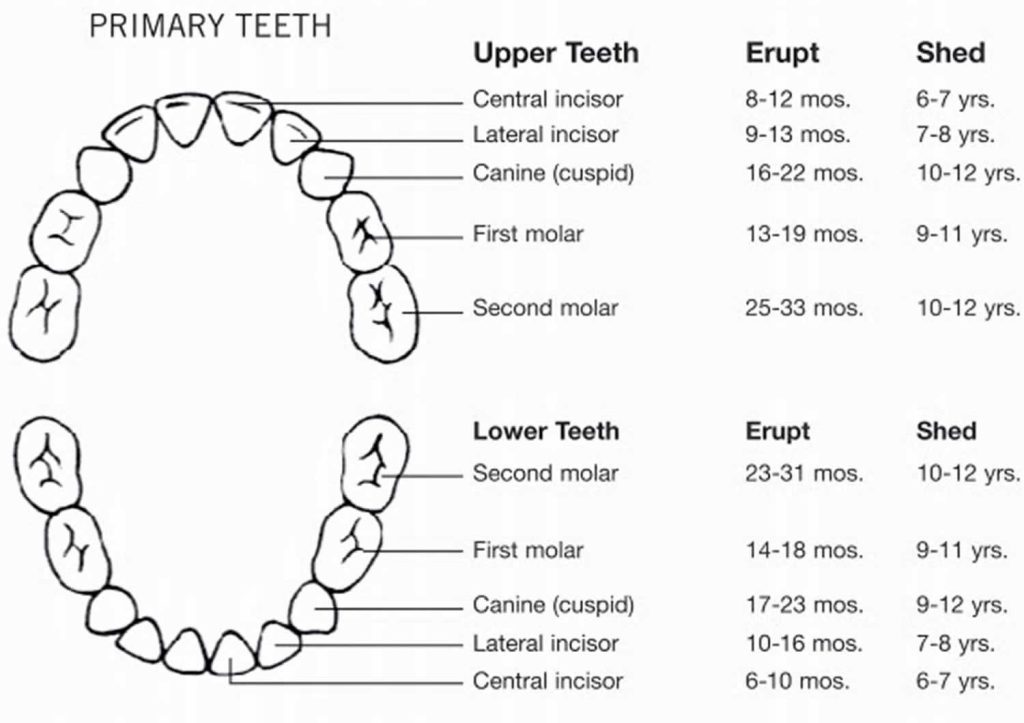 Baby teeth when they come in, the order baby teeth come & how many teeth