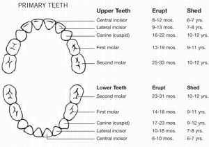 Baby teeth when they come in, the order baby teeth come & how many teeth