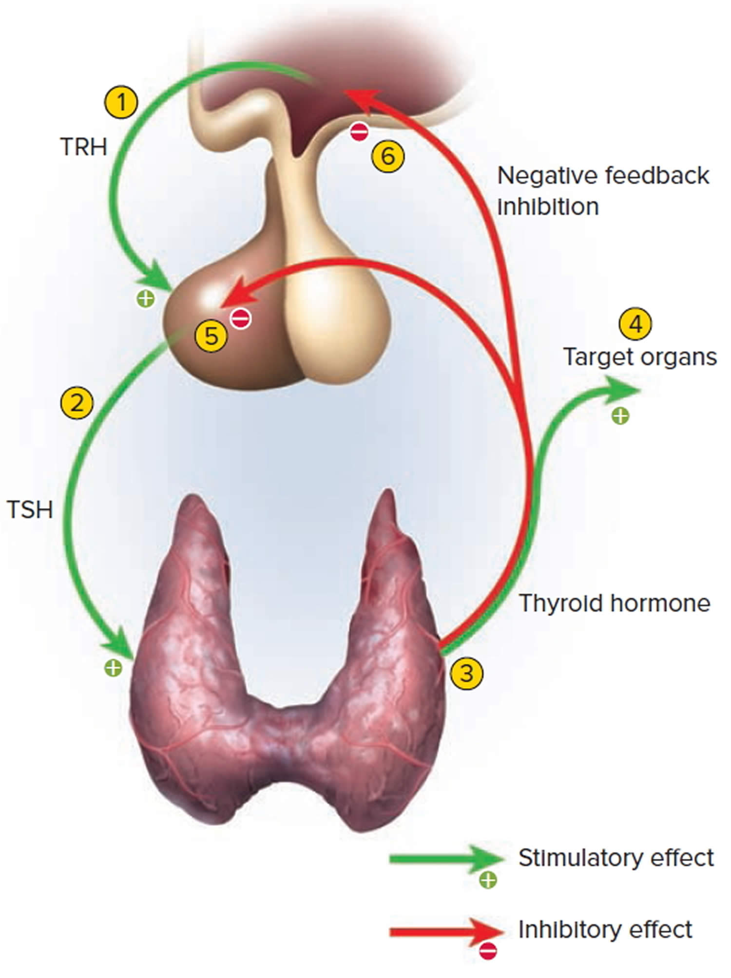 Control of thyroid hormone secretion