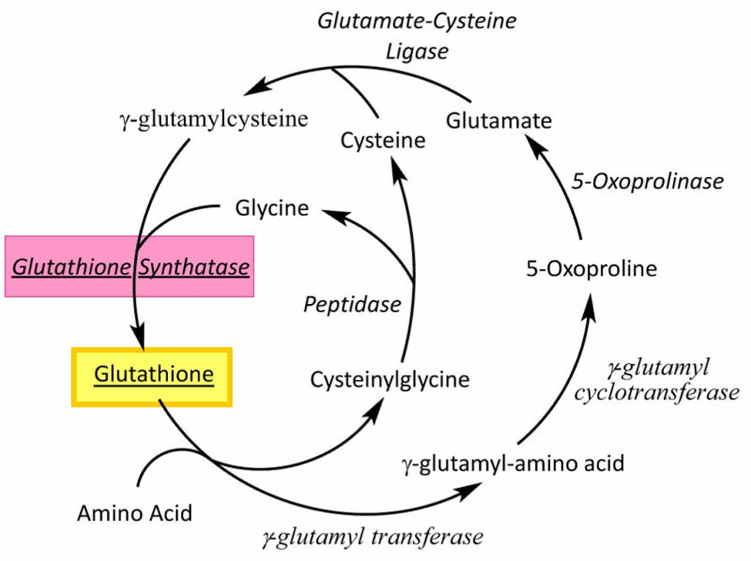 Gamma-glutamyl cycle