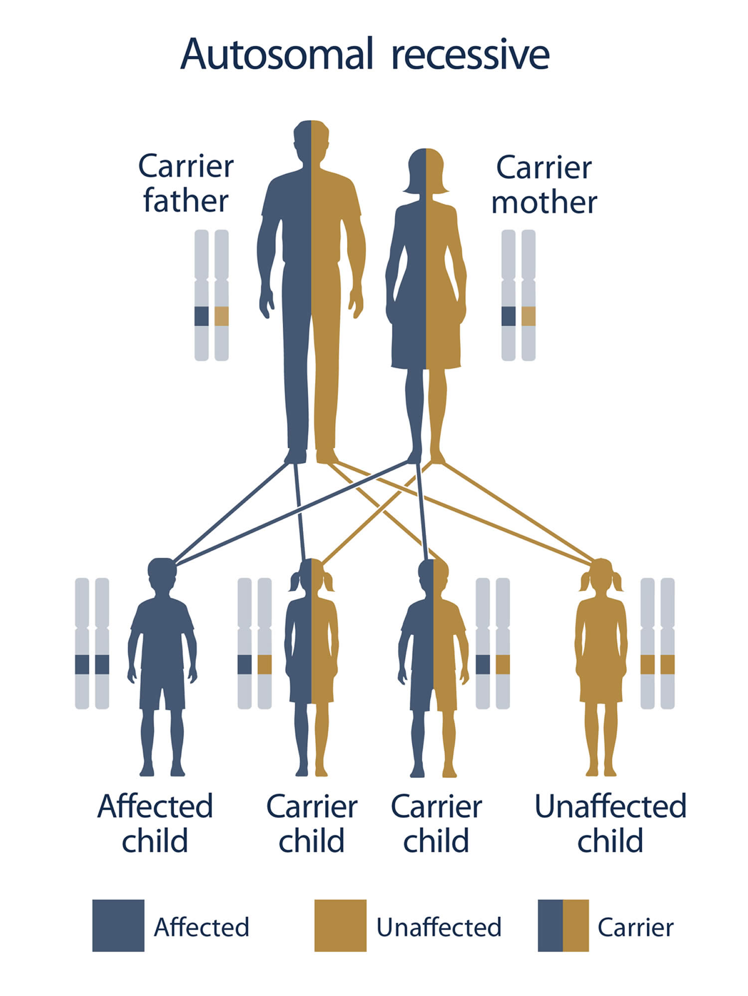 glutathione synthetase deficiency autosomal recessive inheritance