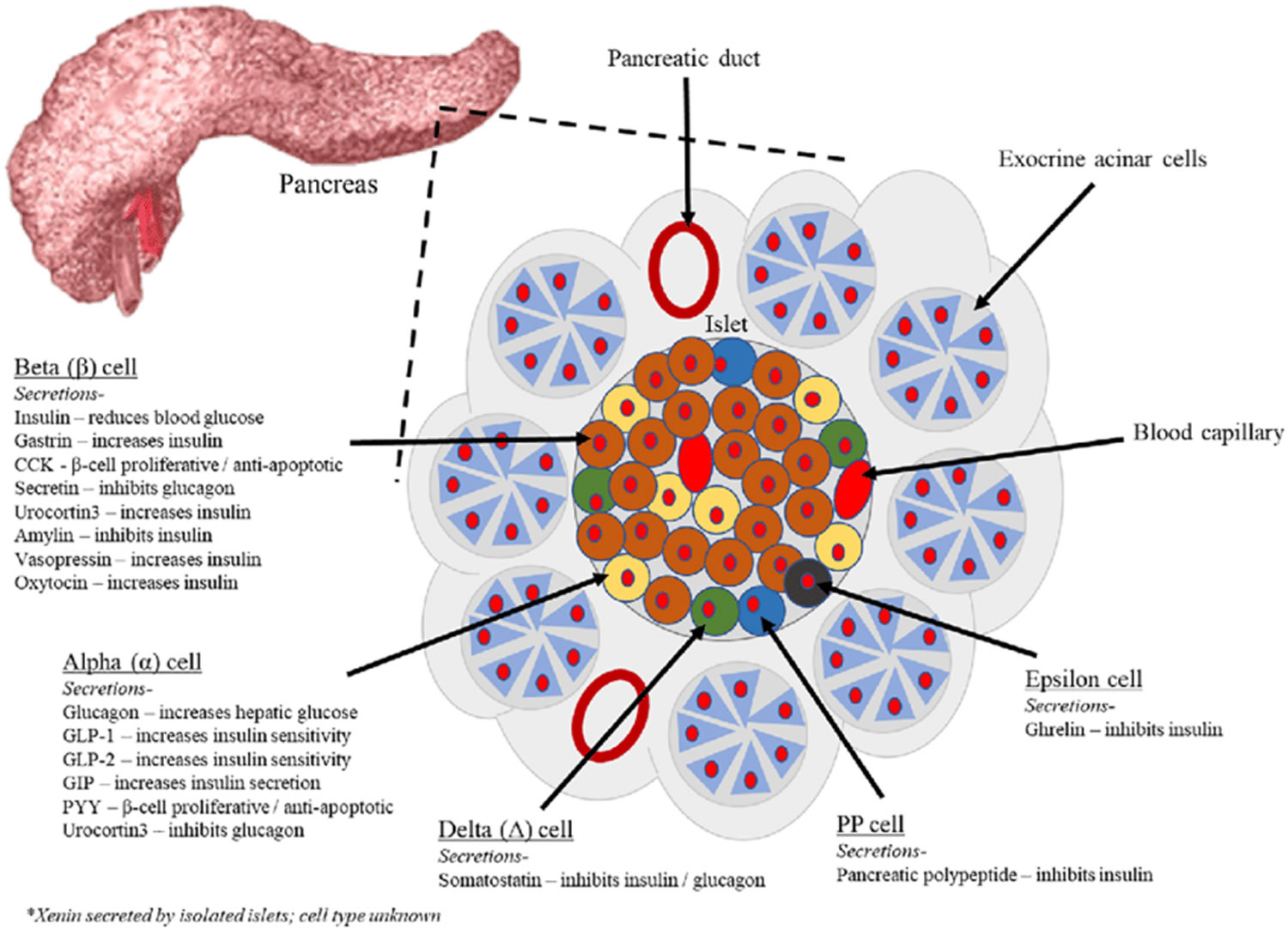 Pancreas cell types