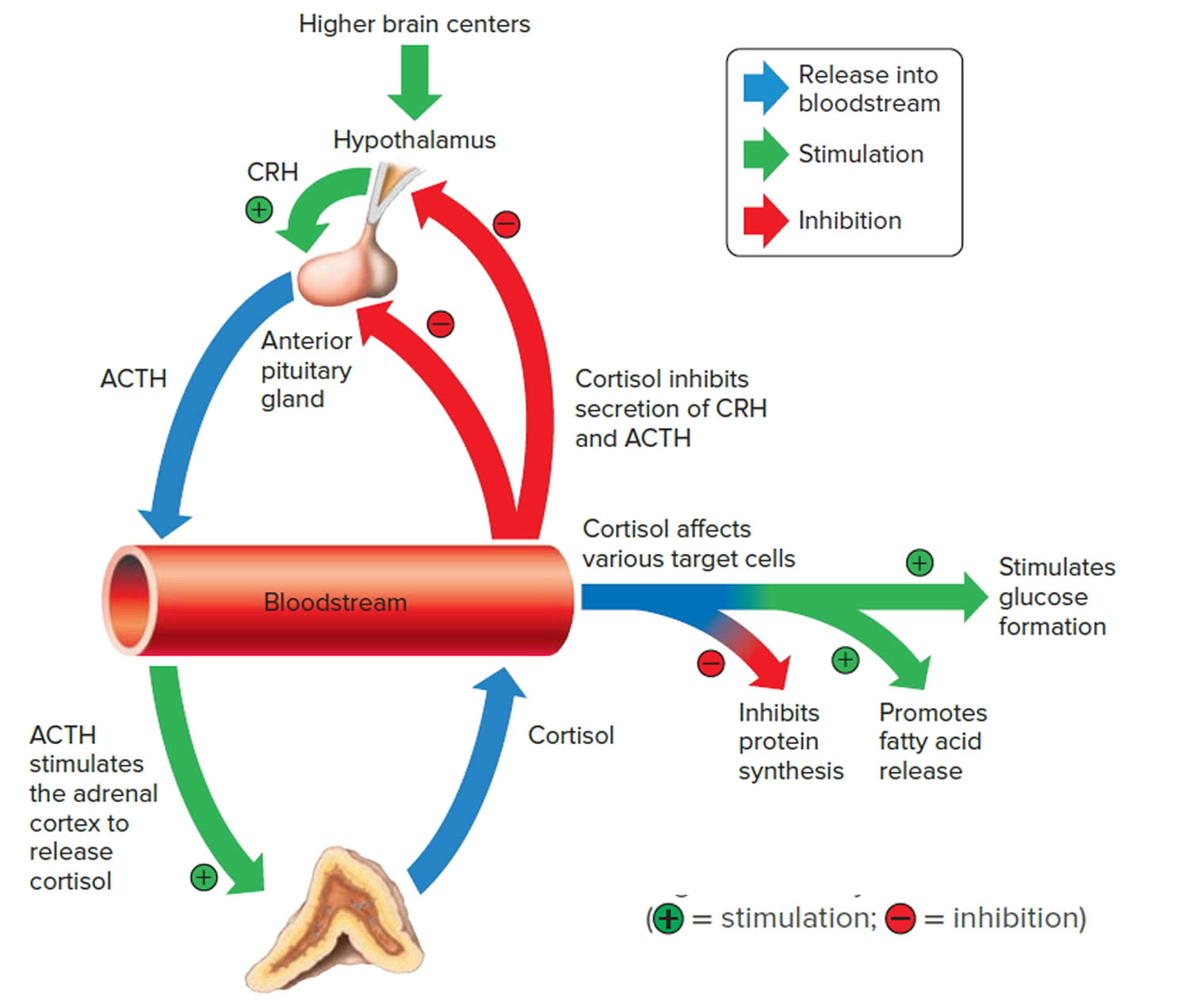 regulation of cortisol secretion