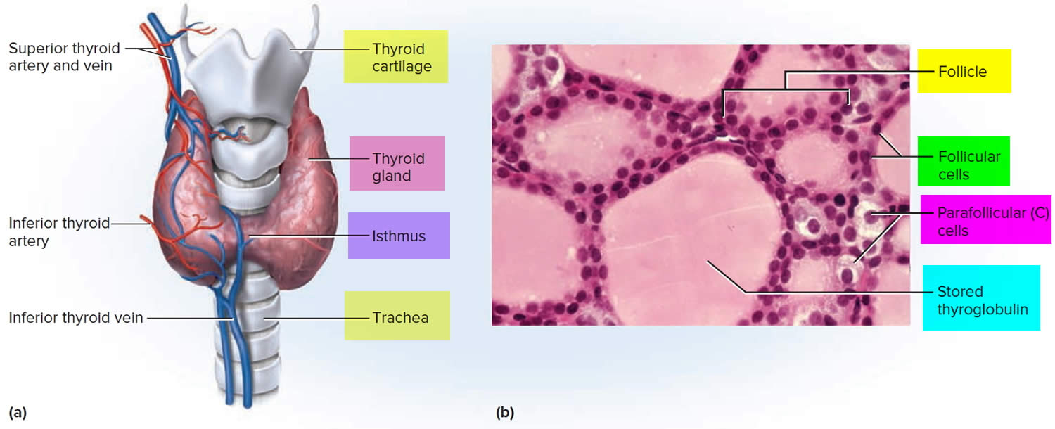 Thyroid gland anatomy