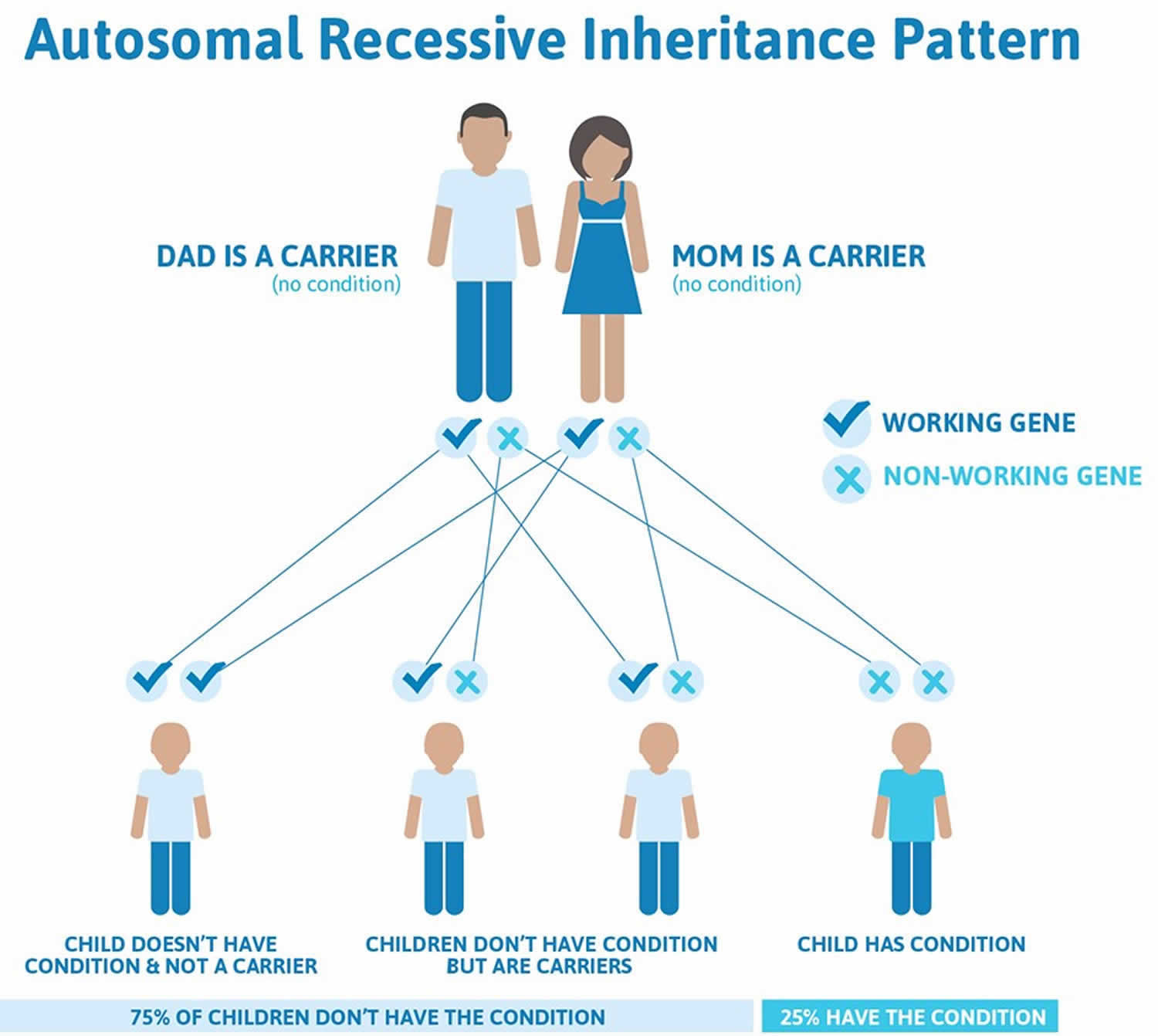 Beta thalassemia autosomal recessive inheritance pattern