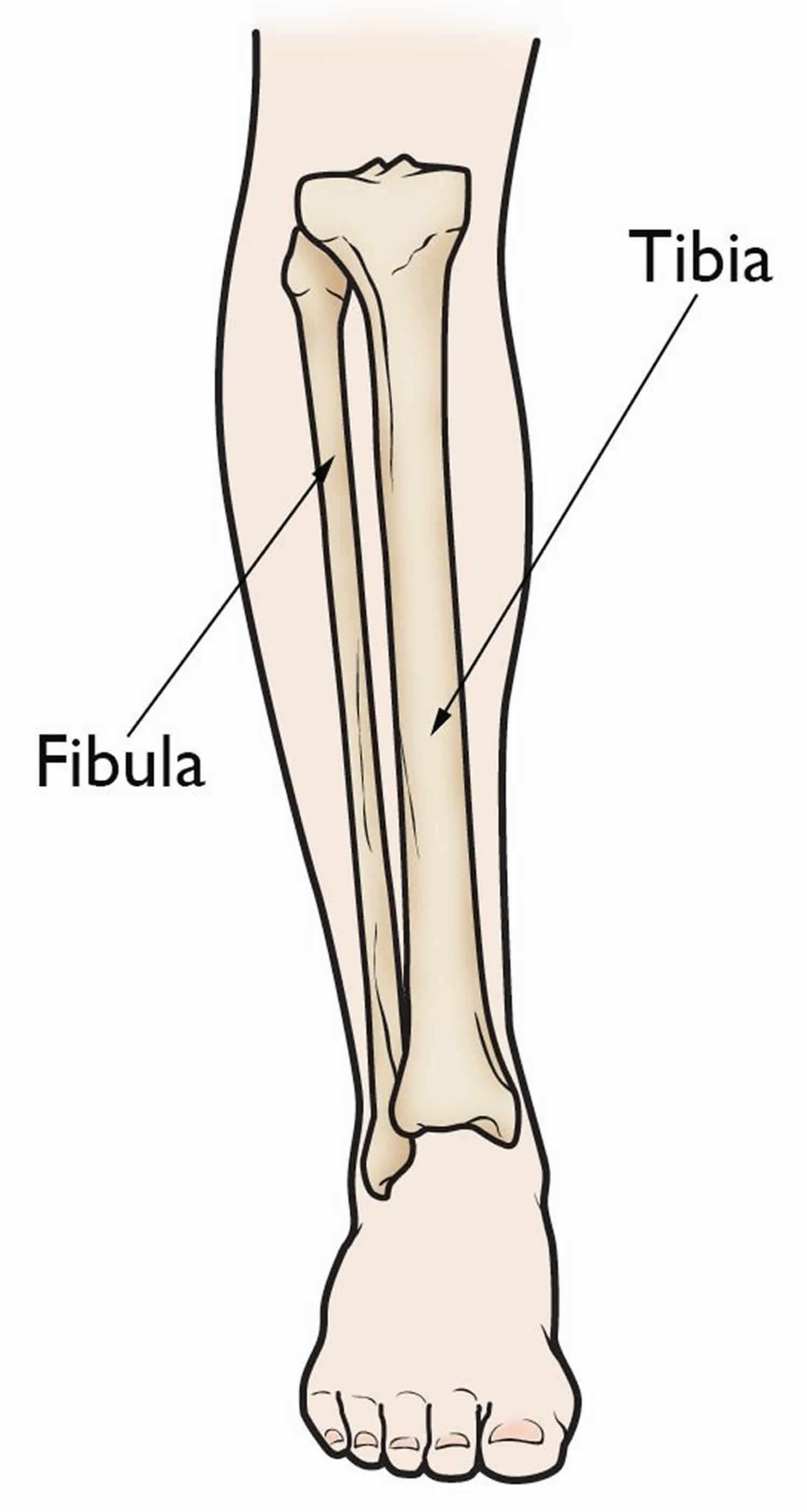 Normal leg bones