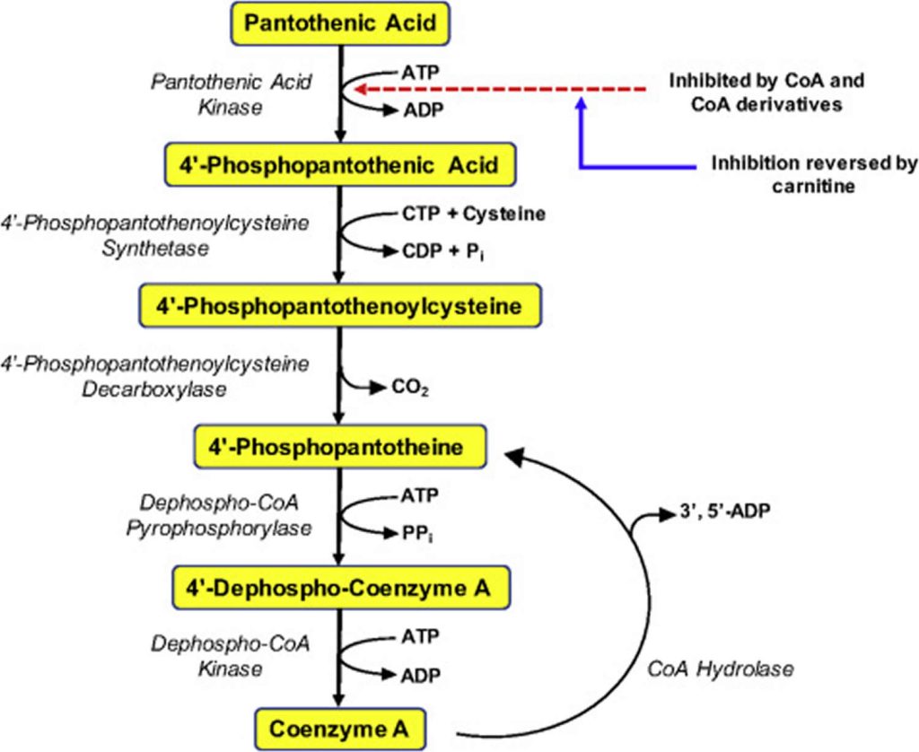 pantothenic-acid-vitamin-b5-benefits-food-sources-side-effects-safety