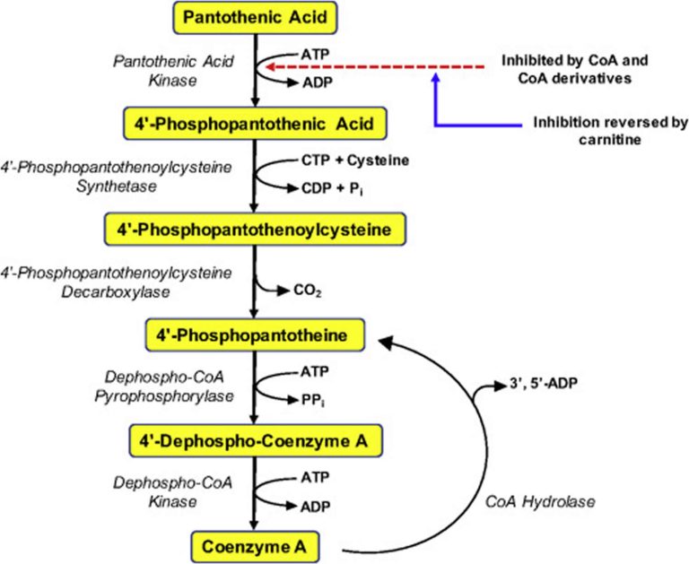 Pantothenic acid, vitamin B5, benefits, food sources, side effects & safety