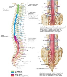 Cauda equina, cauda equina syndrome causes, symptoms & treatment