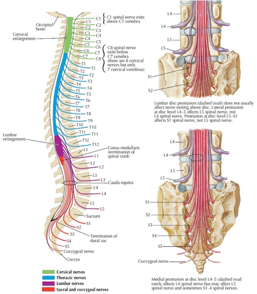 Анатомия позвоночного столба человека и спинного мозга. Нервы поясничного отдела позвоночника анатомия. Cauda equina анатомия. Спинной мозг атлас Неттер.