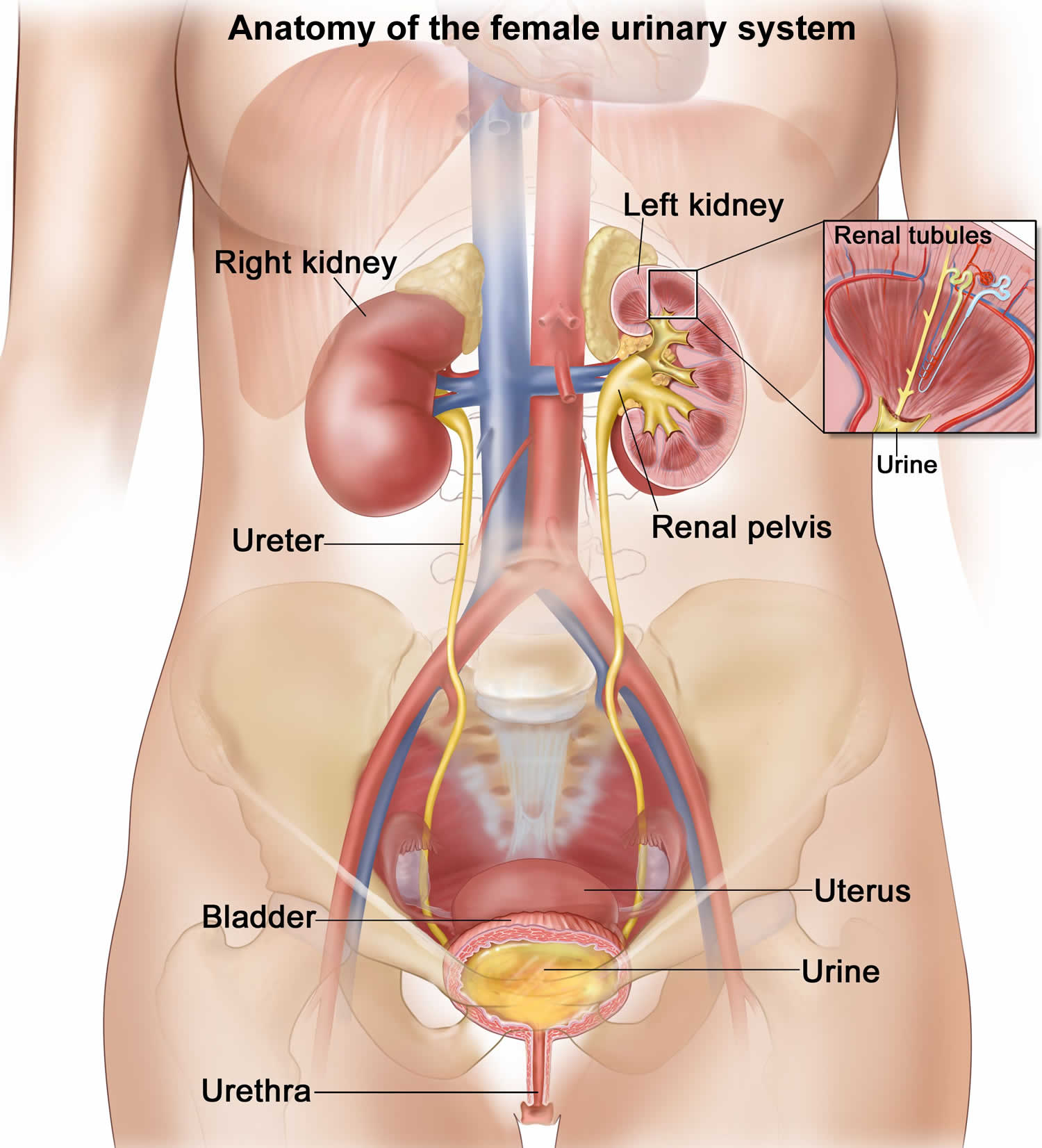 Anatomy of the female urinary system