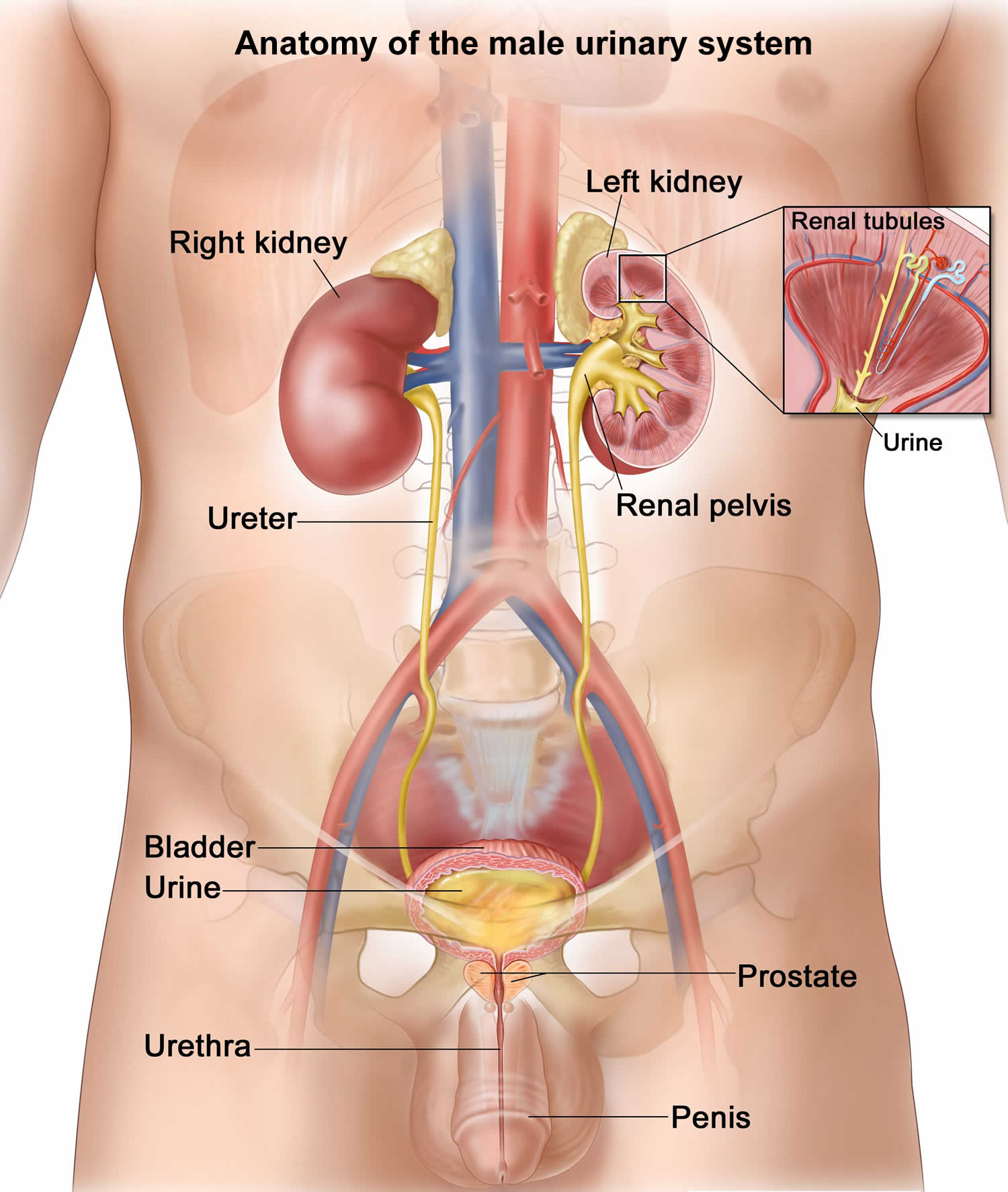 male urinary system anatomy