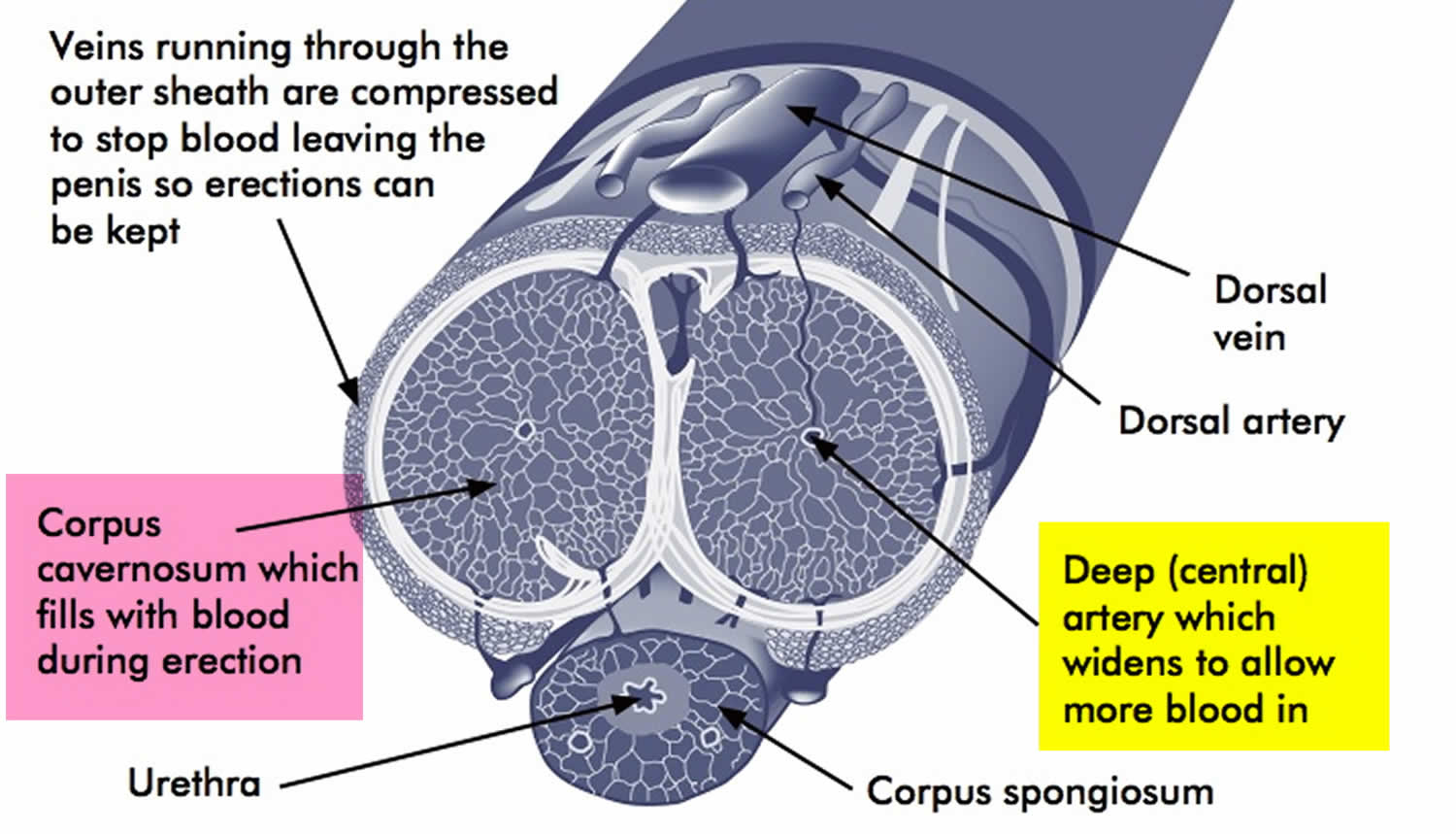 penis cross-section