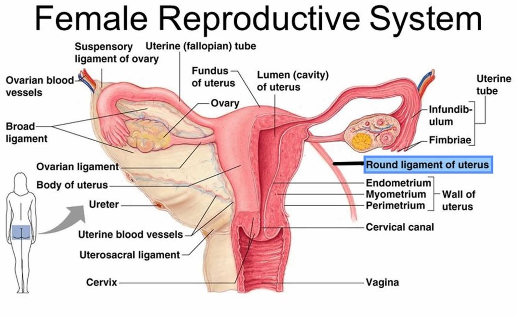 round-ligament-pain-during-pregnancy-causes-symptoms-treatment