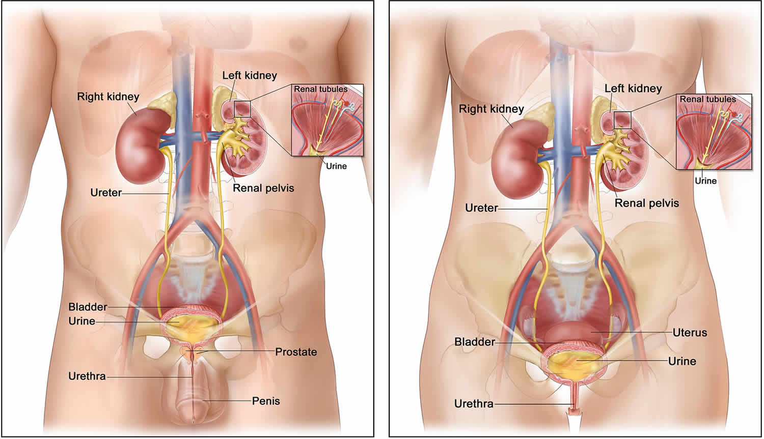 Ureter anatomy