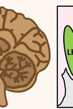 lateral hypothalamus