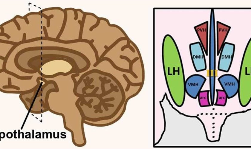 lateral hypothalamus