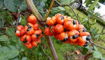 guarana